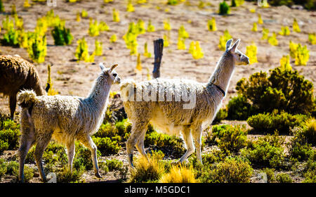 Blick auf die Herde Lamas in der Highland ob Bolivien Stockfoto