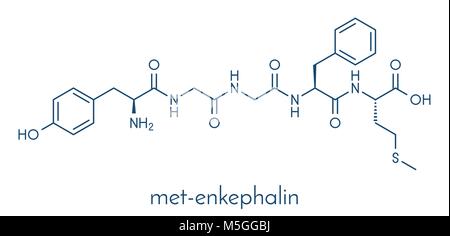 Met-enkephalin endogene Opioide Peptid Molekül. Skelettmuskulatur Formel. Stock Vektor
