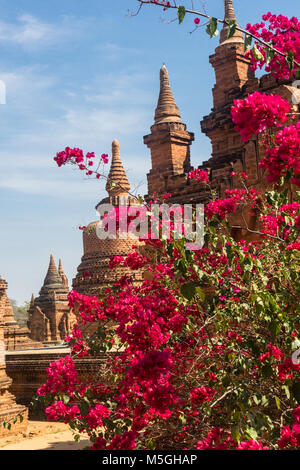 Bougainvillea (Bougainvillea californica) in voller Blüte in Bagan, Myanmar, Tempel im Hintergrund Stockfoto