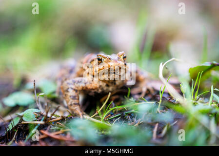 Kröte Migration im Frühjahr, Schleswig-Holstein Stockfoto