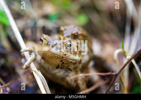 Kröte Migration im Frühjahr, Schleswig-Holstein Stockfoto