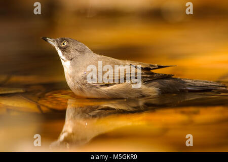 Orphean Warbler (Sylvia hortensis) kleine Vögel, Baden, heißer Sommer, thristy Stockfoto