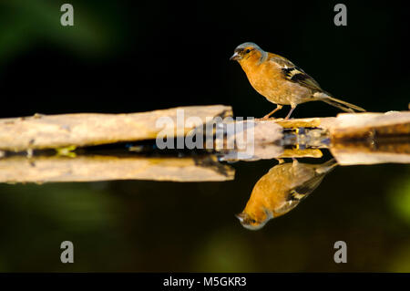 Buchfink (Fringilia coelebs) Kleiner Vogel, Baden, heißer Sommer, thristy Stockfoto