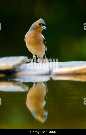 Buchfink (Fringilia coelebs) Kleiner Vogel, Baden, heißer Sommer, thristy Stockfoto