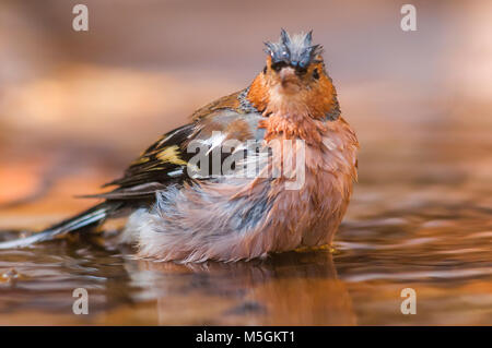 Buchfink (Fringilia coelebs) Baden, kümmert sich um ihre Gefieder Stockfoto