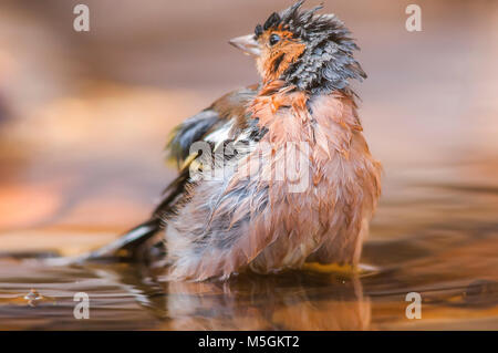 Buchfink (Fringilia coelebs) Baden, kümmert sich um ihre Gefieder Stockfoto