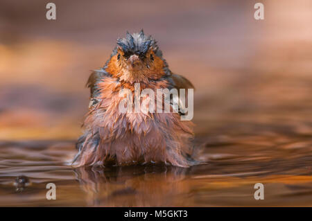 Buchfink (Fringilia coelebs) Baden, kümmert sich um ihre Gefieder Stockfoto