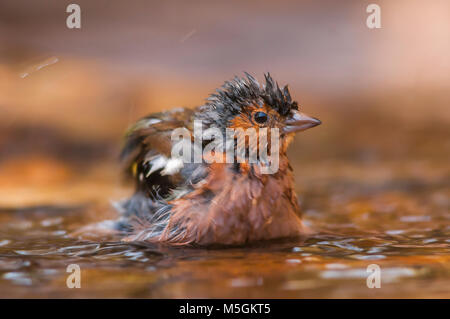 Buchfink (Fringilia coelebs) Baden, kümmert sich um ihre Gefieder Stockfoto