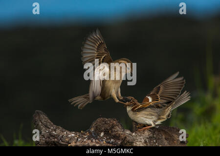 Fightining für Essen, kleine Vögel Stockfoto
