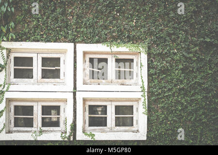 Weißes Fenster in der Nähe der Mauer, die mit mexikanischen Daisy. tridax procumbens oder coatbuttons Anlage Stockfoto