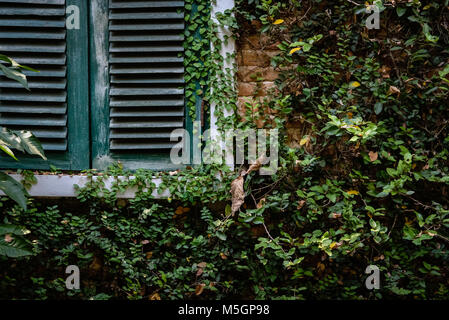 Grünes holz Rollo Fenster in der Nähe der Mauer, die mit mexikanischen Daisy. tridax procumbens oder coatbuttons Anlage Stockfoto