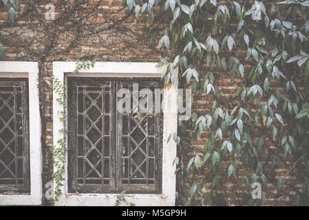 Holz- Fenster in der Nähe der Mauer, die mit mexikanischen Daisy. tridax procumbens oder coatbuttons Kletterpflanze Stockfoto