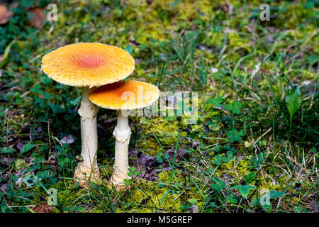 Zwei gelbe mushooms aus Moos am Boden gewachsen Stockfoto