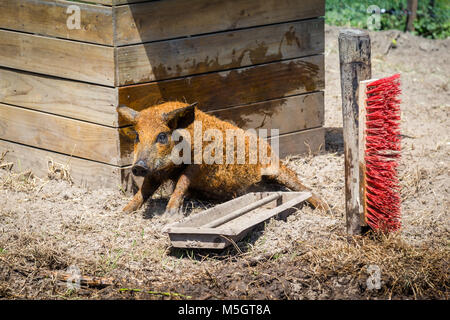 Hungarain Mangalica Schwein Stockfoto