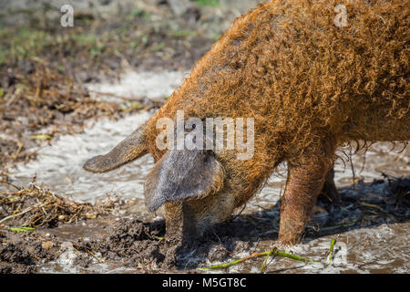 Hungarain Mangalica Schwein Stockfoto