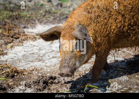 Hungarain Mangalica Schwein Stockfoto