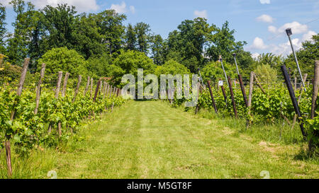 Vinyard in den Niederlanden Stockfoto