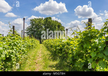 Vinyard in den Niederlanden Stockfoto