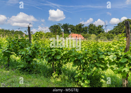 Vinyard in den Niederlanden Stockfoto