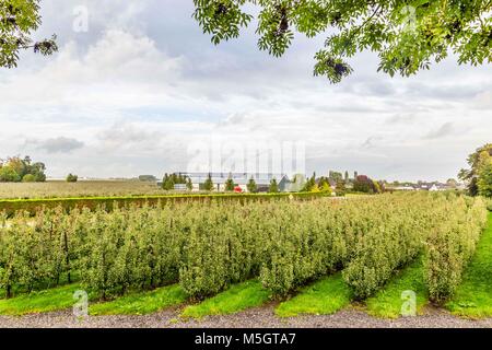 Niederländische Obst farm Betuwe Netherland Stockfoto