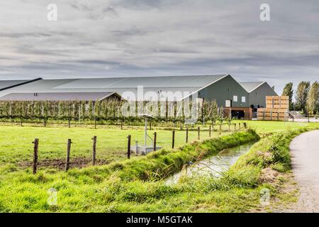 Niederländische Obst farm Betuwe Netherland Stockfoto