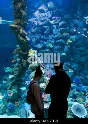 Poema del Mar, neues Aquarium in Las Palmas, Gran Canaria, Kanarische Inseln, Spanien Stockfoto