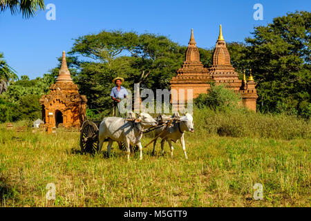 Ein Bauer fährt auf einem Ochsenkarren durch die archäologische Stätte, eine Pagode von Bagan in der Ferne Stockfoto