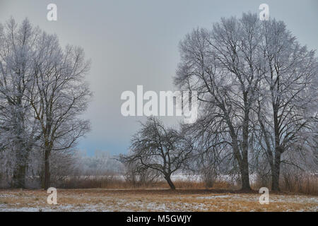 White Frost bedeckt Bäume im Winter Landschaft gegen bewölkter Himmel Stockfoto