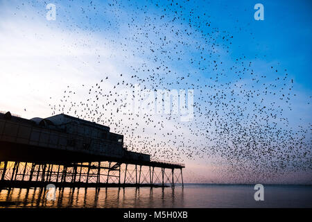 Aberystwyth Wales UK, Freitag, 23. Feb 2018 UK Wetter: Wie die Sonne über die Cardigan Bay setzt auf einem Bitterkalten Februar Abend in Aberystwyth, Zehntausenden winziger Stare den Himmel füllen, wie sie kommen im Sturzflug aus zur Nahrungsaufnahme in die Felder und Bauernhöfe für die Nacht Roost, zusammen für Wärme und Sicherheit gepresst, auf den Wald von Gusseisen Träger und Balken unterhalb der viktorianischen Ära seaside Attraktion Stockfoto