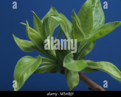 Junge blühen die Blätter des Baums. Junge Triebe im Frühling. Foto auf einem blauen Hintergrund. Close Up. Stockfoto