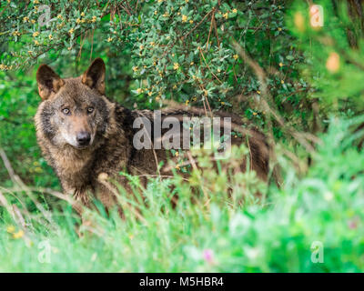 Männliche der iberischen Wolf (Canis lupus Signatus) in den Büschen Stockfoto