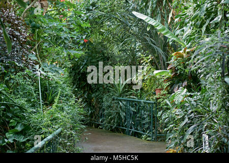 Plantasia Stockfoto