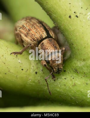 Strophosoma melanogrammum Nut-Leaf Rüsselkäfer () auf Schaft der Rhododendron Blatt. Tipperary, Irland Stockfoto