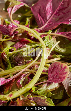 Roter Amaranth, eine Art Spinat populär in asiatischen Küchen Stockfoto