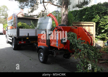 Zweigniederlassungen von einer Buche, zerrissen von einem Timberwolf 230 DHB wood chipper Stockfoto