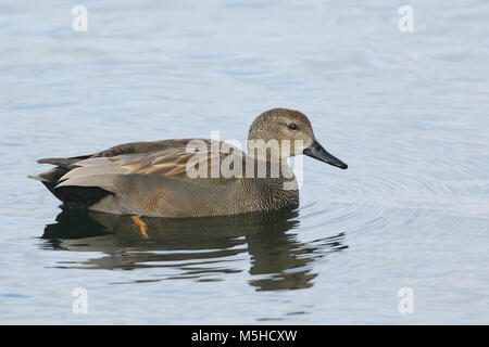 Eine atemberaubende männlichen Schnatterente (Anas strepera) Schwimmen in einem See. Stockfoto