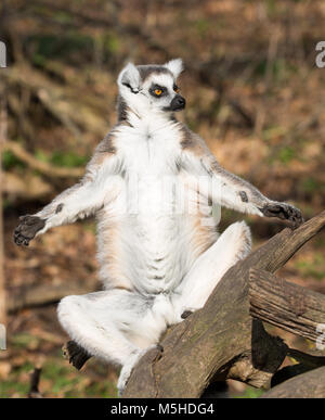Vorderansicht Nahaufnahme von Ring-tailed Lemur (Lemur catta) in Gefangenschaft, sitzend isoliert im Winter Sonne, sonnen sich, zum Sonnenbaden. Stockfoto