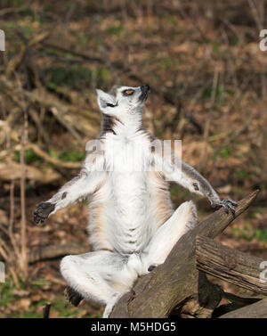 Nahaufnahme des ringgespaltenen Lemurs (Lemur catta) isoliert im Freien auf Ast sitzend, Arme und Beine in lotus-position nach außen gehalten. Lustige Sonnenaufstellung. Stockfoto