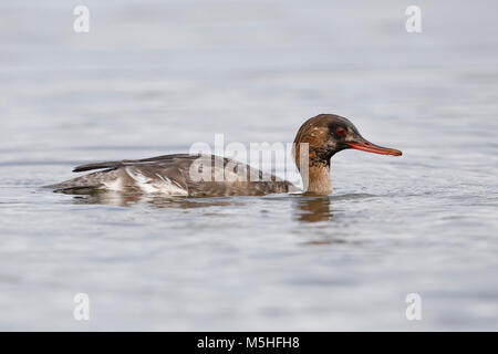 Kinder männlich Red-breasted Merganser (Mergus serrator) - Pinellas County, Florida Stockfoto