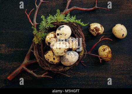 Frische Wachteleier in einem Nest / Ostern Hintergrund, selektiver Fokus Stockfoto