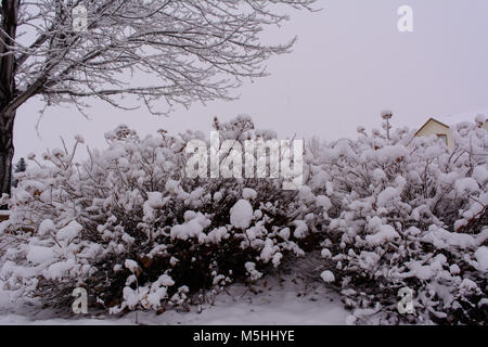 Schneebedeckten Büschen Stockfoto