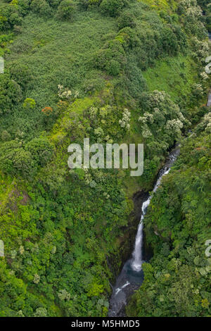 Koolau Forest Reserve, Hana, Maui, Hawaii Stockfoto