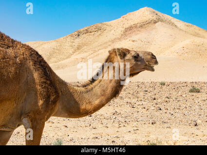 Nahaufnahme von Kopf und Schulter von einem Kamel in der Wüste Stockfoto