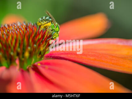 Metallic grün Schweiß Biene (Agapostemon) Fütterung auf und die Bestäubung eine orange Echinacea coneflower Stockfoto