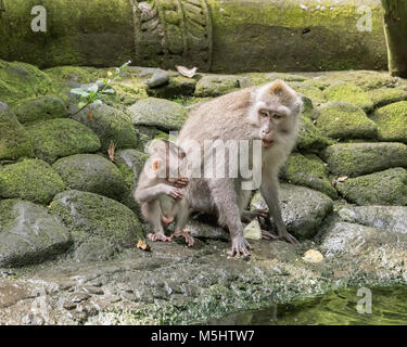 Krabbe - Essen der weiblichen Makaken sprechen mit Baby, Monkey Forest, Ubud, Bali Stockfoto