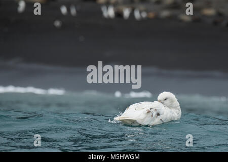 Britisches Überseegebiet, South Sandwich Inseln, Saunders Island. Southern giant Petrel, seltene weiße Morph (Wild: Macronectes giganteus) mit volcan Stockfoto