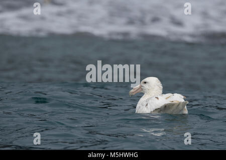 Britisches Überseegebiet, South Sandwich Inseln, Saunders Island. Southern giant Petrel, seltene weiße Morph (Wild: Macronectes giganteus) Stockfoto