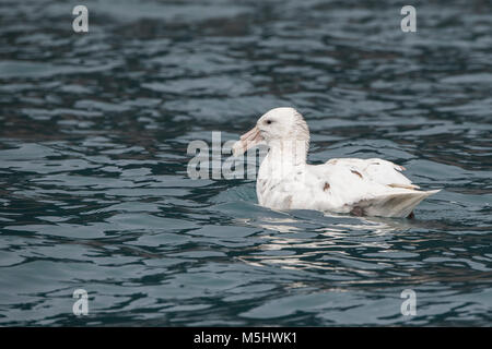 Britisches Überseegebiet, South Sandwich Inseln, Saunders Island. Southern giant Petrel, seltene weiße Morph (Wild: Macronectes giganteus) Stockfoto