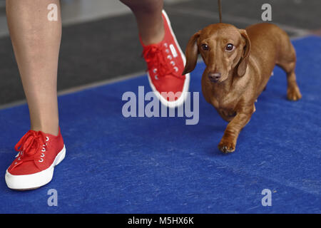 Eigentümer mit ihrem Dackel auf den Hund zeigen Stockfoto