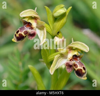 Ophrys flavomarginata ein Bee Orchid aus Zypern zwei Blumen Stockfoto
